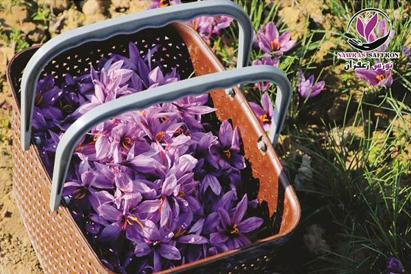 بسته هدیه زعفران